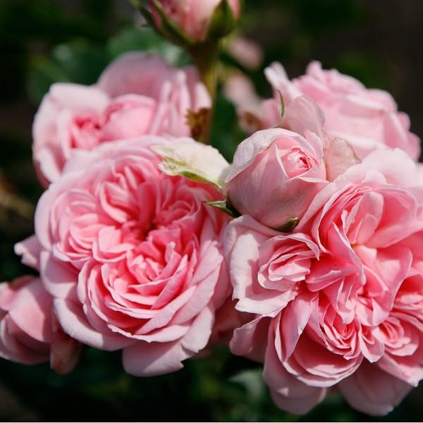 ルナルイです♪9鉢価格！スムースレディ他 バラ苗 薔薇 苗 苗木