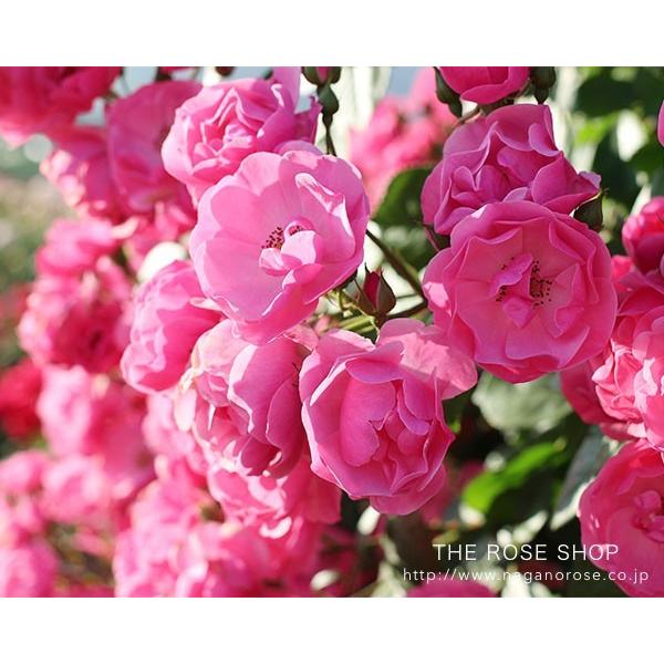 アウトレット バラ苗 つるアンジェラ つるバラ Cl 四季咲き小輪 ピンク系 Buyee Buyee 提供一站式最全面最專業現地yahoo Japan拍賣代bid代拍代購服務 Bot Online