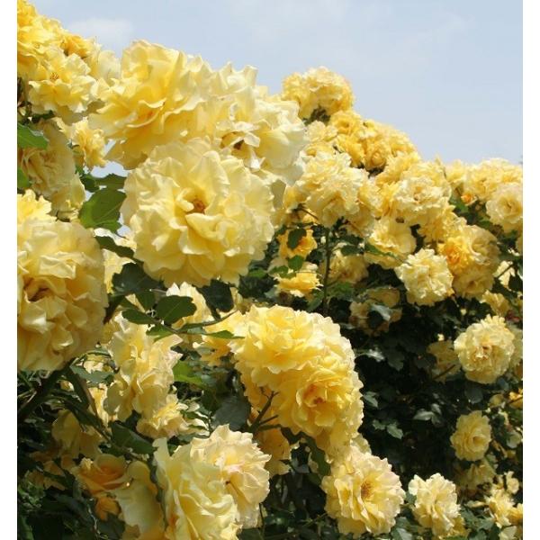アウトレット バラ苗 つるゴールドバニー つるバラ Cl 返り咲き 黄色系 Buyee 日本代购平台 产品购物网站大全 Buyee一站式代购 Bot Online