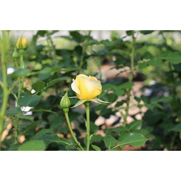 アウトレット バラ苗 つるゴールドバニー つるバラ Cl 返り咲き 黄色系 Buyee 日本代购平台 产品购物网站大全 Buyee一站式代购 Bot Online