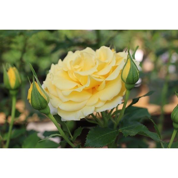 アウトレット バラ苗 つるゴールドバニー つるバラ Cl 返り咲き 黄色系 Buyee 日本代购平台 产品购物网站大全 Buyee一站式代购 Bot Online