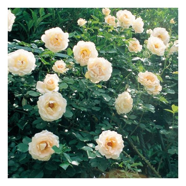 oc RR (AEgbgc) o Ԃ炫  IWn ^^E Yc 6Xbg