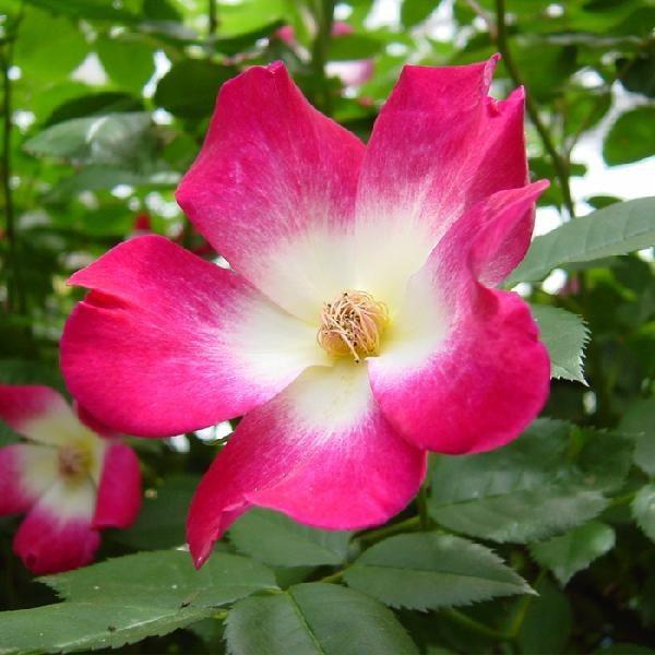 oc JNe (AEgbgc) o lG炫  Fn Fn Ԍn CA 6Xbg  aCɋ ϕa