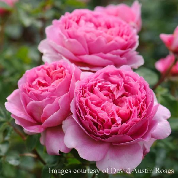 予約苗 バラ苗 大苗 イングリッシュローズ プリンセスアレキサンドラオブケント ピンク系 22年2月上旬順次配送 112 021 バラ専門店 ザ ローズショップ 通販 Yahoo ショッピング