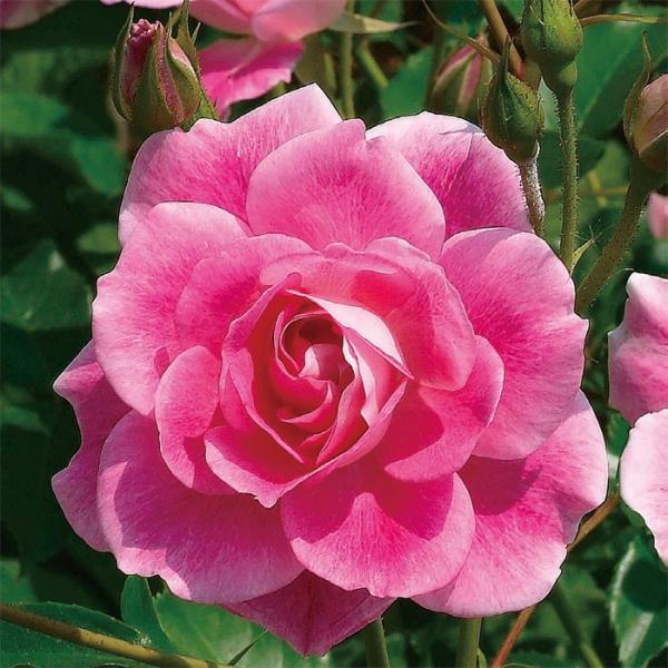 oc uAgsNACXo[O (AEgbgc) to_ lG炫  Fn sNn n Yc 6Xbg