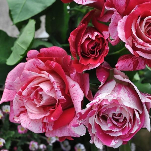 予約苗 バラ苗 クレイジートゥー (大苗) ハイブリッドティー 四季咲き