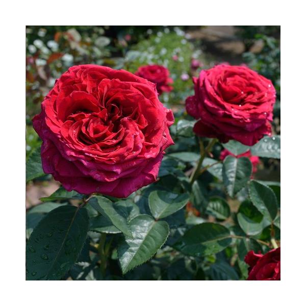 四季咲き 強香 バラ 苗 赤」の人気商品一覧 | 安い商品を通販サイト