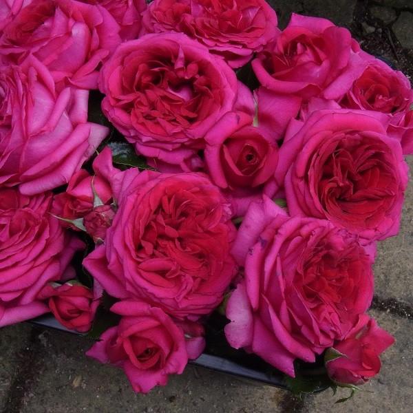 �o���c ���W�X�}���R�� (�V�c) �n�C�u���b�h�e�B�[ �l�G�炫 ��� �Ԍn �f���o�[�� ���Y�c 4���� ����