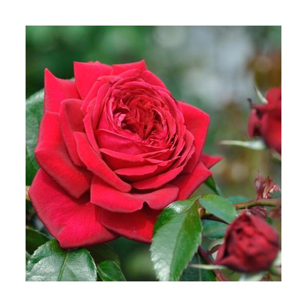 四季咲き 強香 バラ 苗 赤」の人気商品一覧 | 安い商品を通販サイト