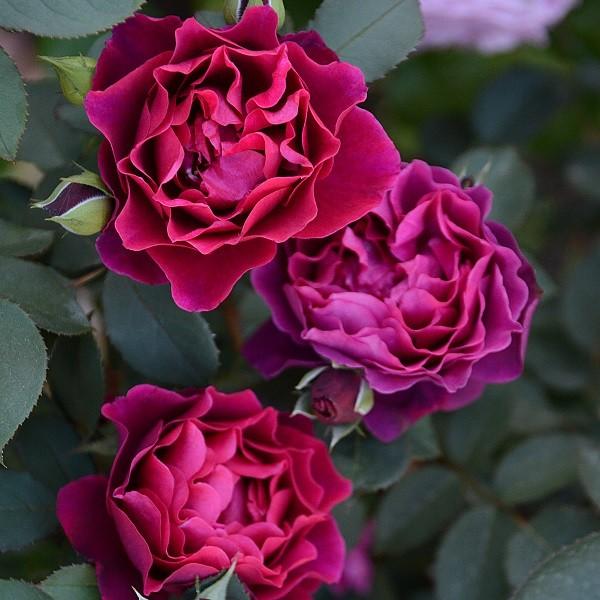 四季咲き 強香 バラ 苗 赤」の人気商品一覧 | 安い商品を通販サイト