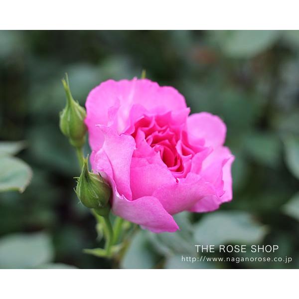 バラ苗 大苗 ロサオリエンティス シェエラザード 四季咲き大輪 ピンク系 Buyee Buyee Japanese Proxy Service Buy From Japan Bot Online