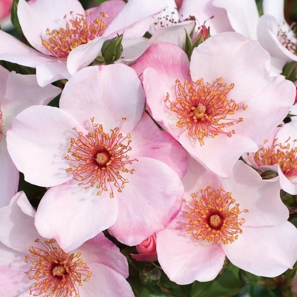 鉢 バラ 新苗 Diy 工具の人気商品 通販 価格比較 価格 Com