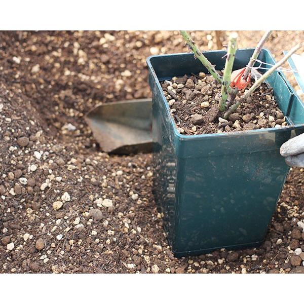 バラ専門店 ザ ローズショップ 4月のバラのお手入れ 今月のバラのお手入れ Yahoo ショッピング