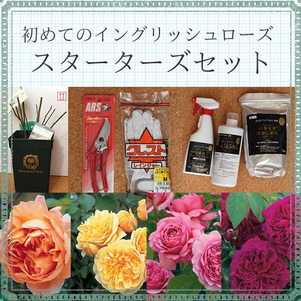 初めてバラを育てる方におすすめスターターズセット 4種類から選べるイングリッシュローズとガーデニング用品のセット Buyee Buyee Japanese Proxy Service Buy From Japan Bot Online