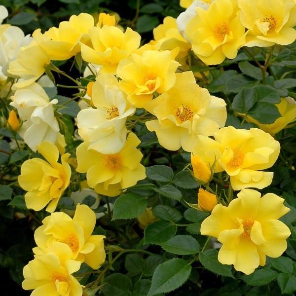 \c oc `Fb (cc) Vu 鐫 lG炫  Fn CA Yc Cio  ϕa (11{z)