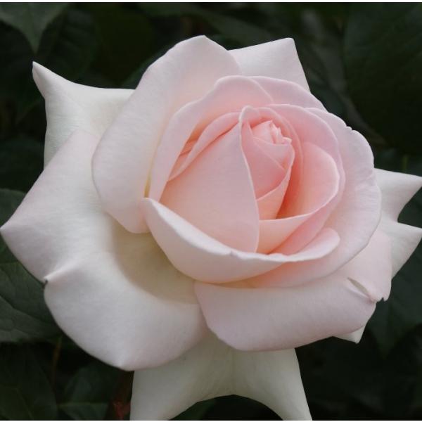 �\��c �o���c �}�C�K�[�f�� (��c) �n�C�u���b�h�e�B�[ �l�G�炫 ��� �s���N�n ���C�A�� ���Y�c 6���X���b�g��  ���� ���� (2026�N2����{�����z��)