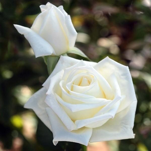 \c oc IXJt\ (c) nCubheB[ lG炫  n CA 6Xbg  xTĈ΂(2026N2{z)