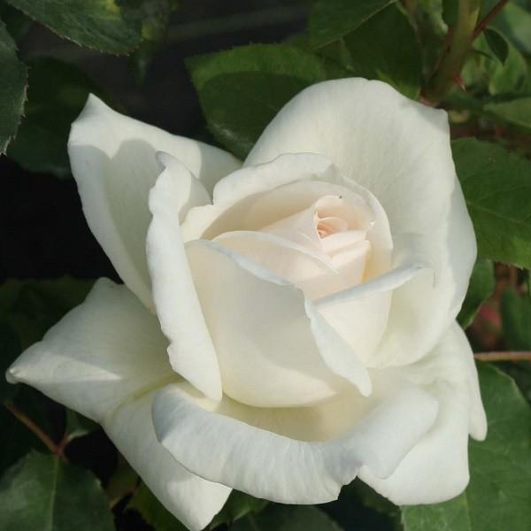 バラ苗 大苗 ホワイトクリスマス 白系 122 004 バラ専門店 ザ ローズショップ 通販 Yahoo ショッピング