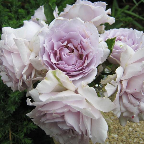 �\��c �o���c ���V�t�@�[ (��c) �V�����u ���鐫 �l�G�炫 ���� ���n �͖{�o���� ���Y�c 6����p�p�� �����i2026�N2����{�����z���j