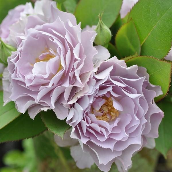 バラ苗 紫 バラ 苗 Diy 工具の人気商品 通販 価格比較 価格 Com