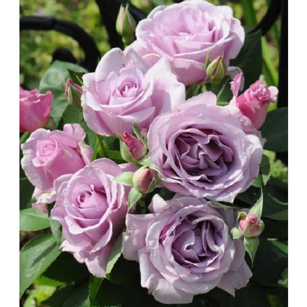 roseshop_122-1301031006-060