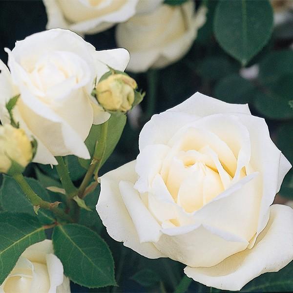 予約苗 バラ苗 新苗 ホワイトクリスマス 白系 4月中旬順次配送 Buyee 日本代购平台 产品购物网站大全 Buyee一站式代购 Bot Online