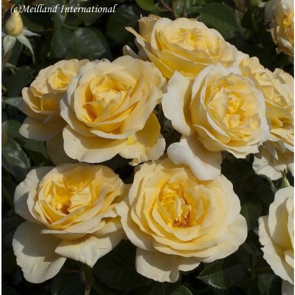 \c oc AhOfBG (c) nCubheB[ lG炫  Fn CA 6Xbg xTĈ΂(2026N2{z)