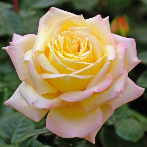 バラ スリット鉢」の人気商品一覧 | 安い商品を通販サイトから探す