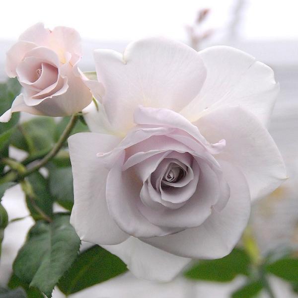 バラ 苗 青」の人気商品一覧 | 安い商品を通販サイトから探す - 価格.com