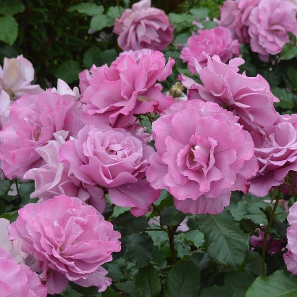 \c oc tF[ (c) to_ lG炫  n CA Yc 6Xbg xTĈ΂(2026N2{z)