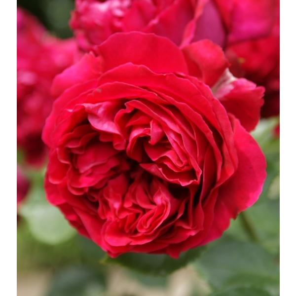 苗 ルージュピエールドゥロンサール」の人気商品一覧 | 安い商品を通販