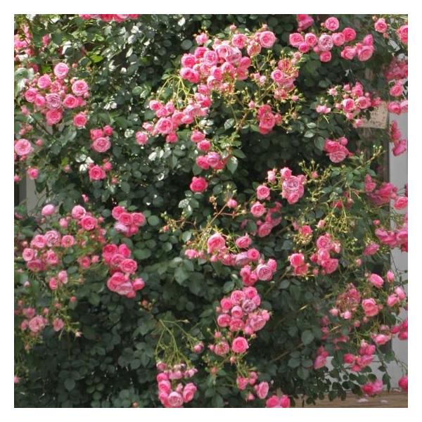 \c oc ||lb (c) o lG炫  sNn RfX Yc 6Xbg (2026N2{z)