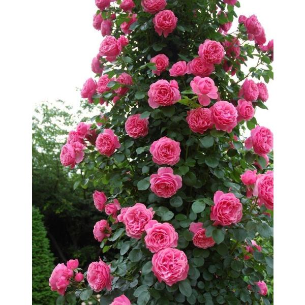 アウトレット バラ苗 レオナルドダビンチ つるバラ Cl 返り咲き ピンク系 Buyee Buyee Japanese Proxy Service Buy From Japan Bot Online