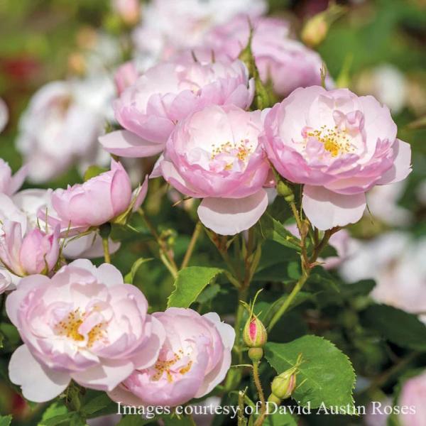 バラ苗 スキャボローフェア (大苗) シュラブ 半つる性 返り咲き 小中輪