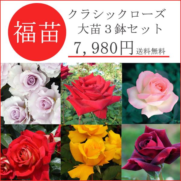 バラ苗 福袋 2026年 福苗 クラシックな木立バラを育てる 大苗 3鉢
