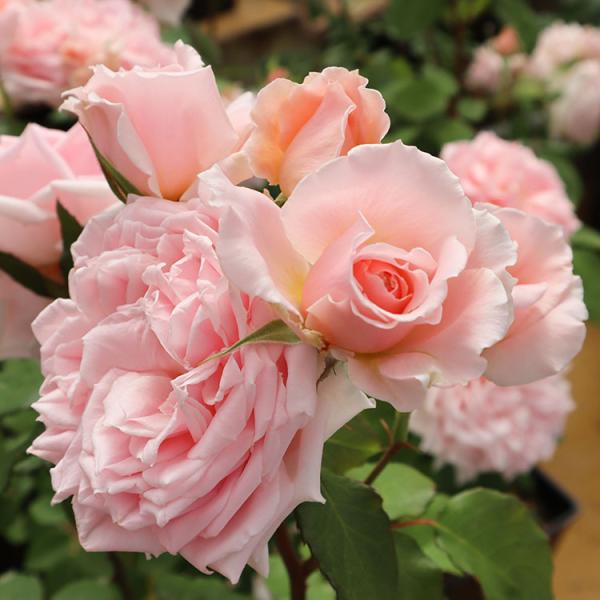 バラ苗 大苗 Rose For You ティアラ 7号専用角鉢入 ピンク系 ぼかし肥料1kg付き 322 002 バラ専門店 ザ ローズショップ 通販 Yahoo ショッピング