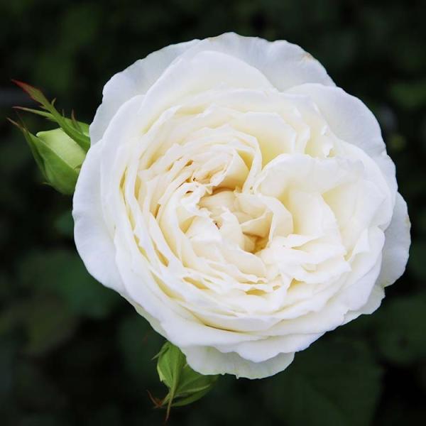 バラ苗 シェドゥーブル (大苗) ハイブリッドティー 四季咲き 大輪 白系