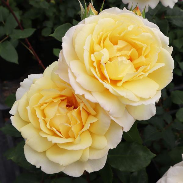 roseshop_322-1300040107-001