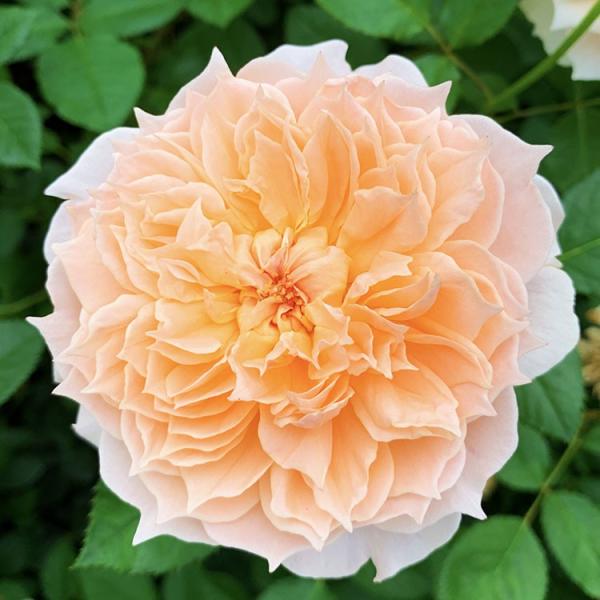 「ユッキ」 切り花品種バラ苗　レアバラ　大苗　アフタマ♡ バラ ユッキ様専用」 切り花品種バラ苗 レアバラ 大苗 アフタマ
