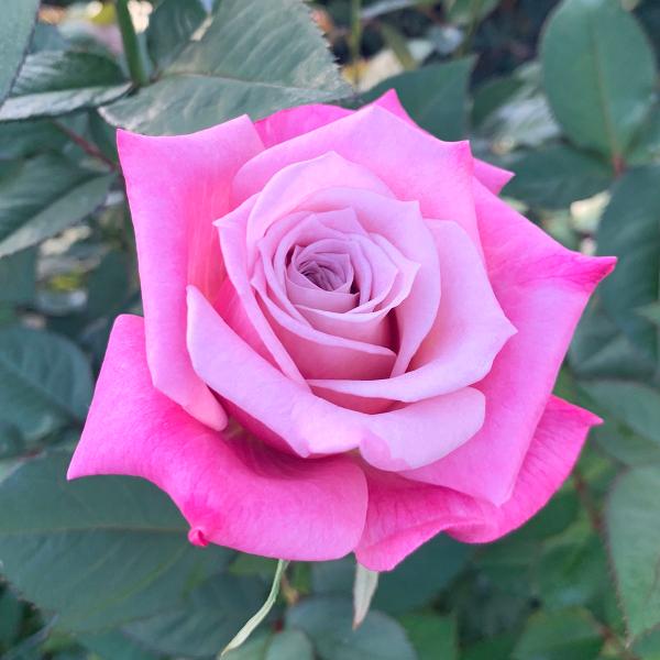 roseshop_322-1300060107-012 roseshop_322-1300060107-012
