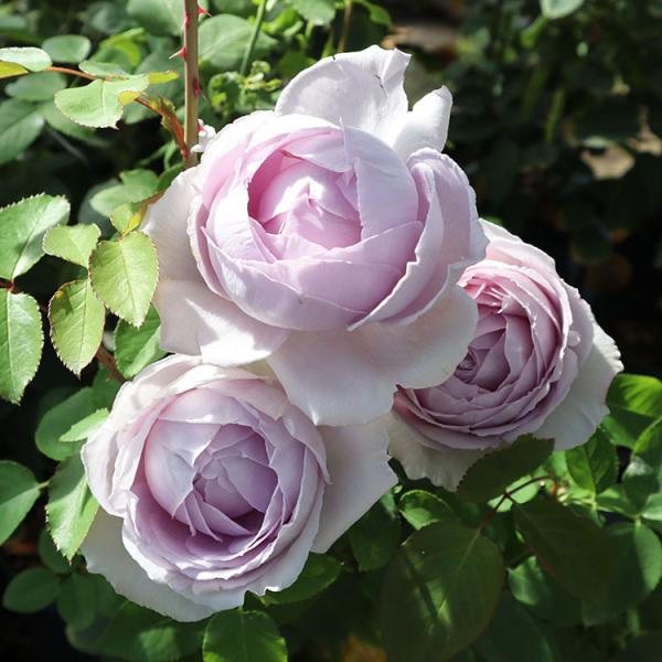 バラ祭り バラ苗 新苗 Rose for You 宙 (ソラ) 4号専用角鉢入 紫系 ぼかし肥料1kg付き :322-1300060204-006:バラ専門店 ザ・ローズショップ 通販 デルバール ローズポット 12号 ブルー
