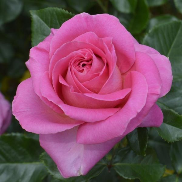 バラ苗 アドーアロマンティカ 四季咲き大輪ピンクのポイント解説