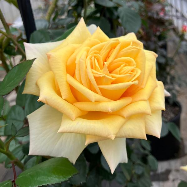 予約苗 バラ苗 アンソレイユ (大苗) ハイブリッドティー 四季咲き 大輪