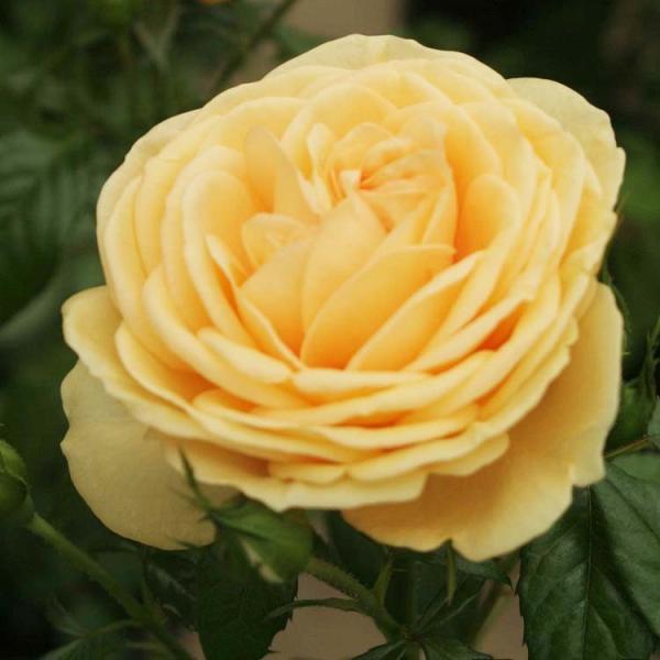 予約苗 バラ苗 新苗 ティップントップ 黄色系 4月下旬順次配送 322 001 バラ専門店 ザ ローズショップ 通販 Yahoo ショッピング