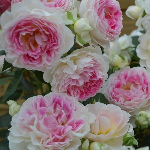 予約苗 バラ苗 大苗 ホリデーアイランドピオニー 複色系 21年2月上旬順次配送 322 002 バラ専門店 ザ ローズショップ 通販 Yahoo ショッピング