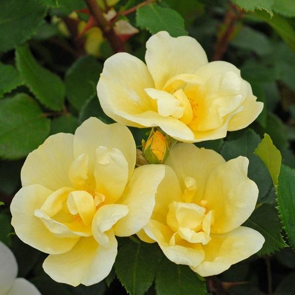 \c oc Tj[mbNAEg (c) to_ lG炫  Fn CA Yc 6Xbg  Cio  (2026N2{z)