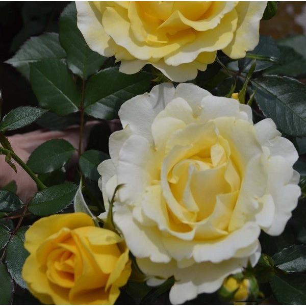 \c oc hD\C (cc) to_ lG炫  Fn CA Yc Cio  aCɋ (11{z)