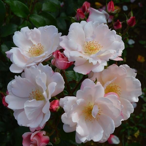 \c oc O[e (c) to_ lG炫  Fn RfX Yc 6Xbg Cio  aCɋ(2026N2{z)