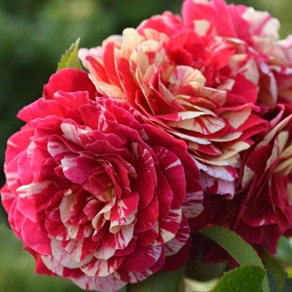 予約苗 バラ苗 トイトイトイ！ (大苗) フロリバンダ 四季咲き 中輪 複