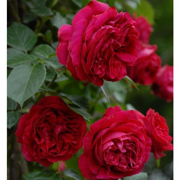 人気商品】 バラ祭り バラ苗 新苗 ピエールドゥロンサール つるバラ